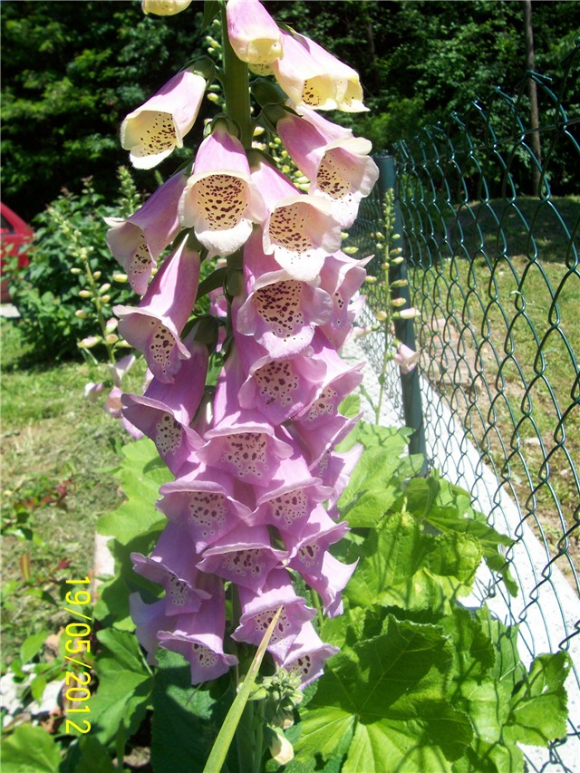 Digitalis